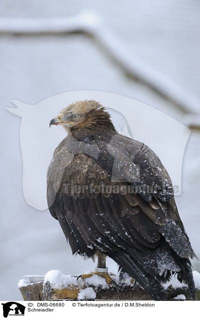 Schreiadler / lesser spotted eagle / DMS-06680