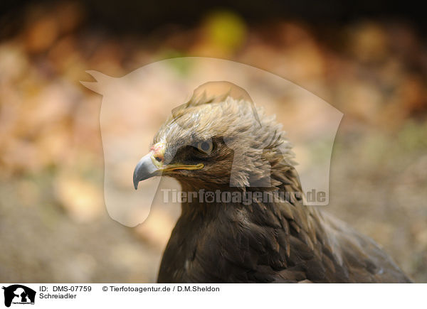 Schreiadler / lesser spotted eagle / DMS-07759