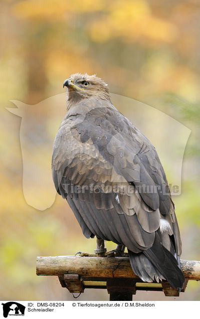 Schreiadler / lesser spotted eagle / DMS-08204