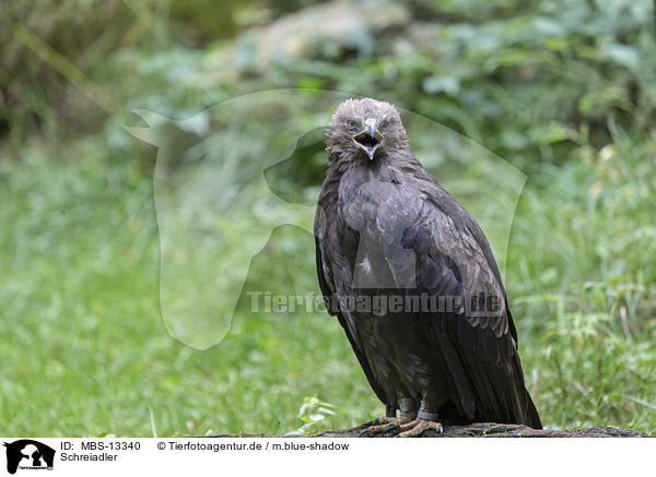 Schreiadler / lesser spotted eagle / MBS-13340