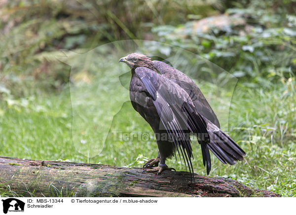 Schreiadler / lesser spotted eagle / MBS-13344