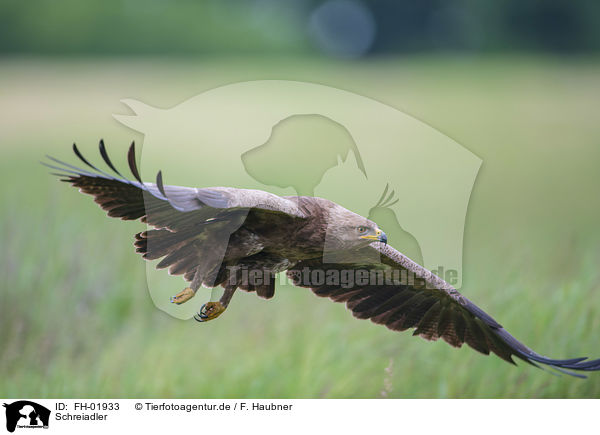 Schreiadler / lesser spotted eagle / FH-01933