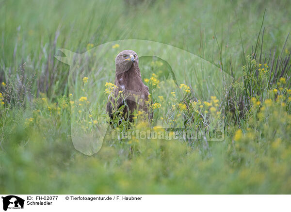 Schreiadler / European lesser spotted eagle / FH-02077