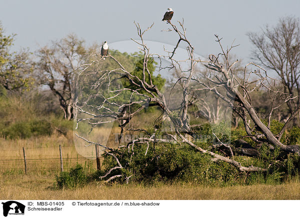 Schreiseeadler / African fish eagle / MBS-01405