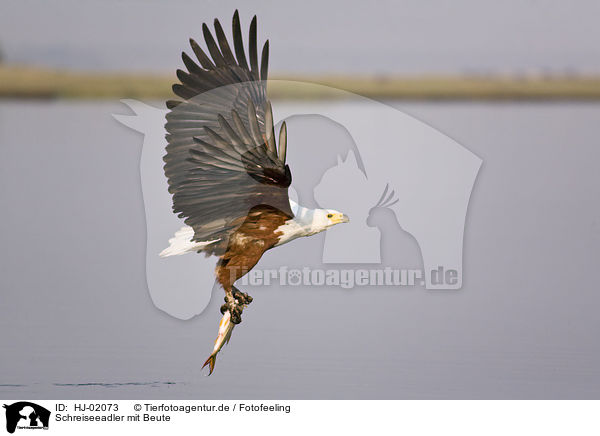Schreiseeadler mit Beute / African fish eagle with fish / HJ-02073