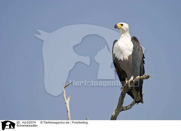 Schreiseeadler / African fish eagle / HJ-02074