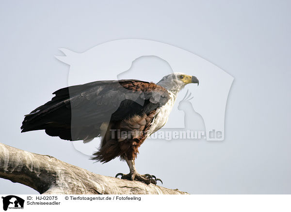 Schreiseeadler / African fish eagle / HJ-02075