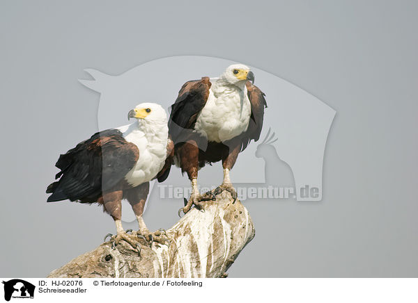 Schreiseeadler / African fish eagles / HJ-02076