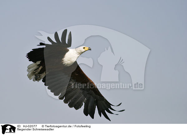 fliegender Schreiseeadler / flying African fish eagle / HJ-02077