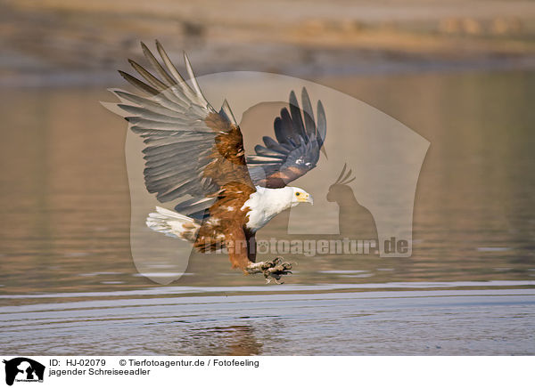 jagender Schreiseeadler / hunting African fish eagle / HJ-02079