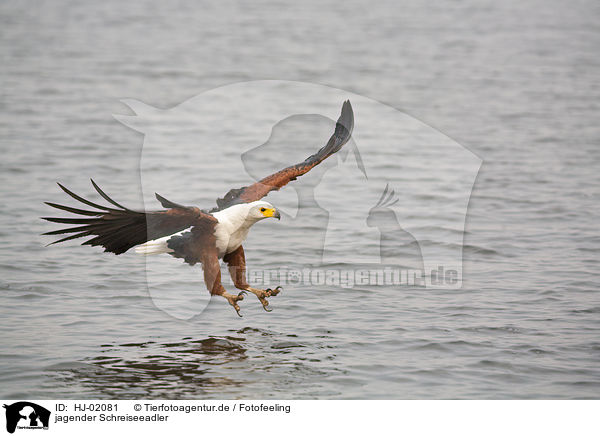 jagender Schreiseeadler / hunting African fish eagle / HJ-02081