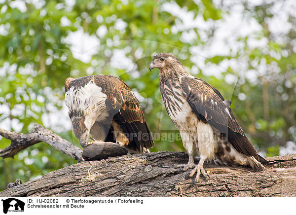 Schreiseeadler mit Beute / African fish eagles with fish / HJ-02082