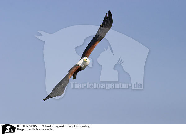 fliegender Schreiseeadler / flying African fish eagle / HJ-02085