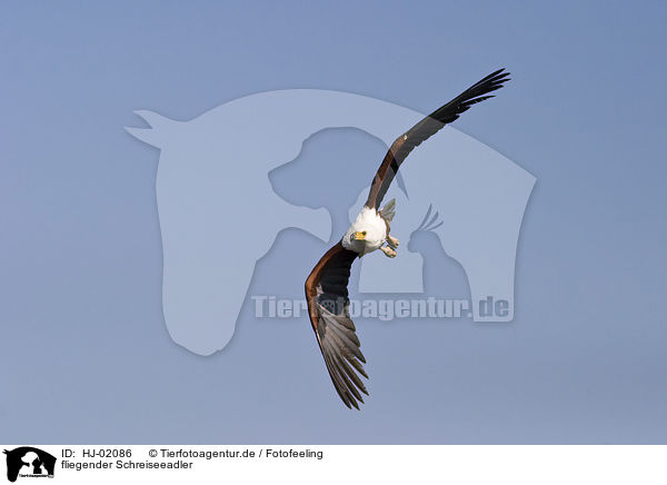 fliegender Schreiseeadler / flying African fish eagle / HJ-02086