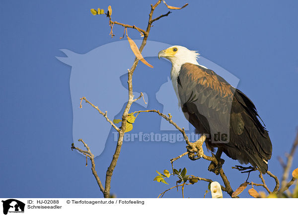 Schreiseeadler / African fish eagle / HJ-02088