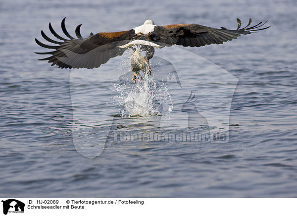 Schreiseeadler mit Beute / African fish eagle with fish / HJ-02089