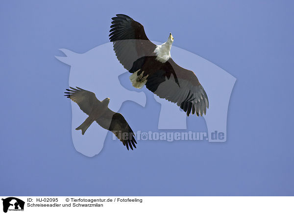 Schreiseeadler und Schwarzmilan / African fish eagle and black-eared kite / HJ-02095