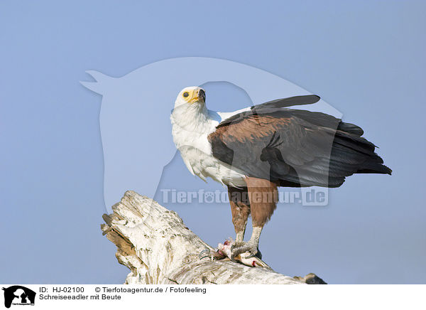 Schreiseeadler mit Beute / African fish eagle with fish / HJ-02100