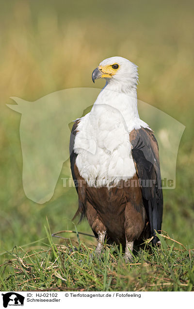 Schreiseeadler / African fish eagle / HJ-02102