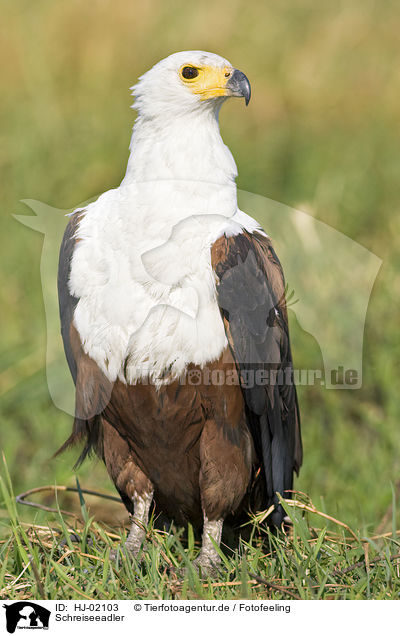 Schreiseeadler / HJ-02103