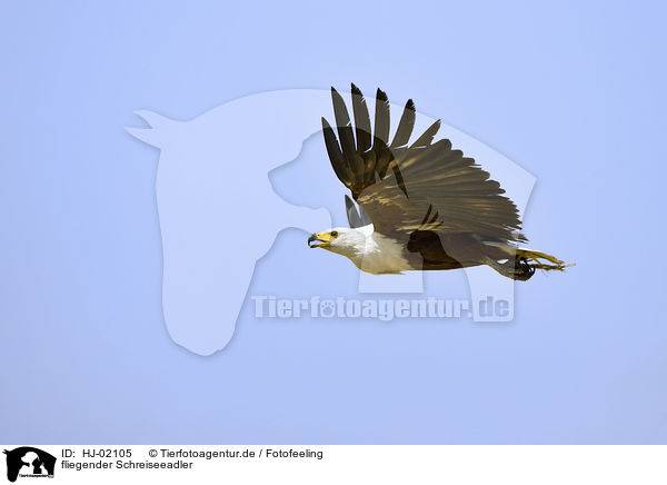fliegender Schreiseeadler / flying African fish eagle / HJ-02105