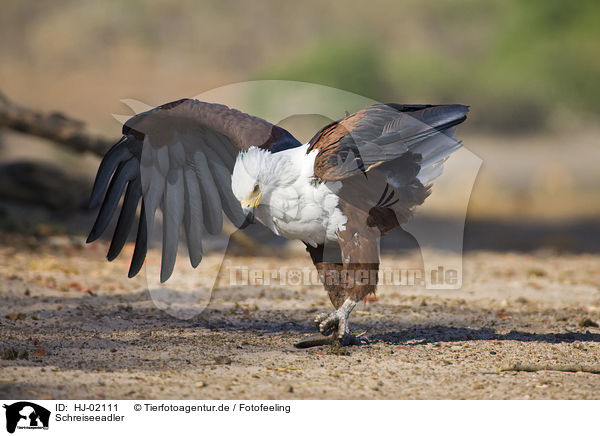 Schreiseeadler / African fish eagle / HJ-02111