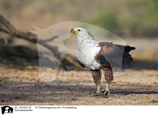Schreiseeadler / African fish eagle / HJ-02112