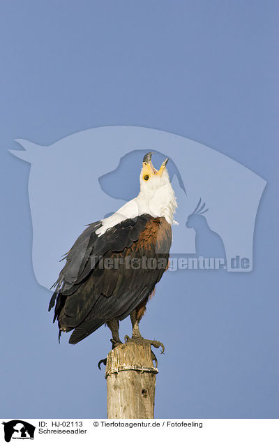 Schreiseeadler / African fish eagle / HJ-02113
