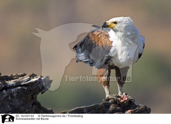 Schreiseeadler mit Beute / African fish eagle with fish / HJ-02133