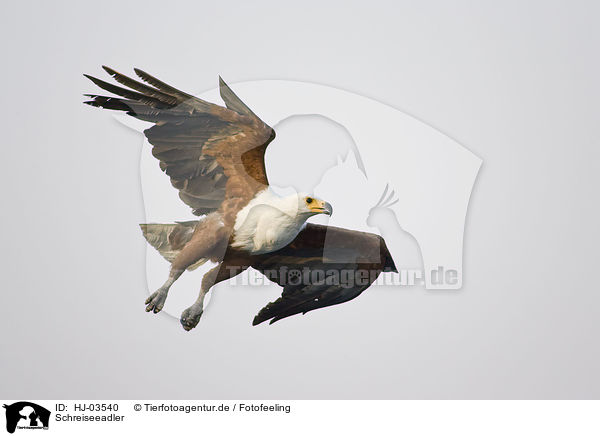 Schreiseeadler / african fish eagle / HJ-03540