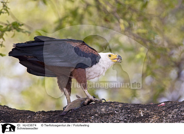 Schreiseeadler / HJ-03674