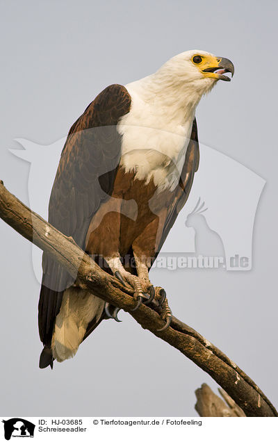 Schreiseeadler / african fish eagle / HJ-03685