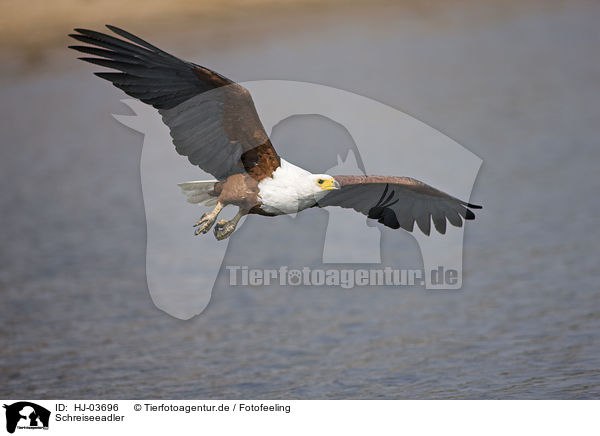 Schreiseeadler / HJ-03696