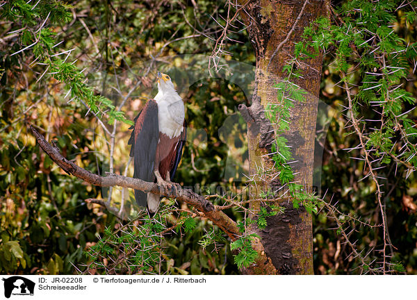 Schreiseeadler / JR-02208