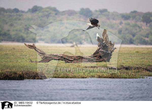 Schreiseeadler / African Fish Eagle / MBS-19432