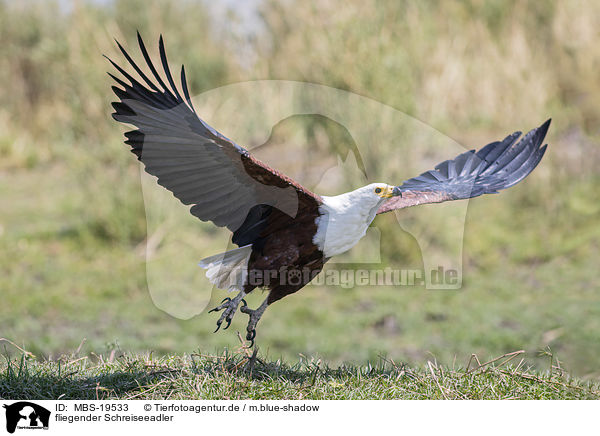 fliegender Schreiseeadler / flying African Fish Eagle / MBS-19533