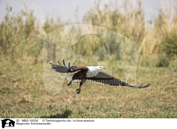 fliegender Schreiseeadler / flying African Fish Eagle / MBS-19538