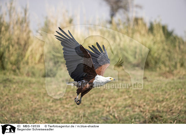 fliegender Schreiseeadler / flying African Fish Eagle / MBS-19539
