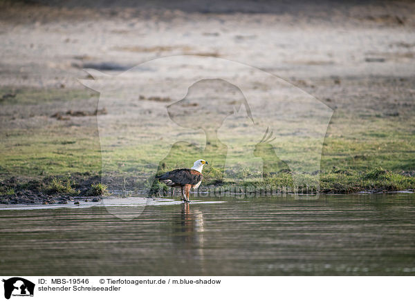 stehender Schreiseeadler / standing African Fish Eagle / MBS-19546