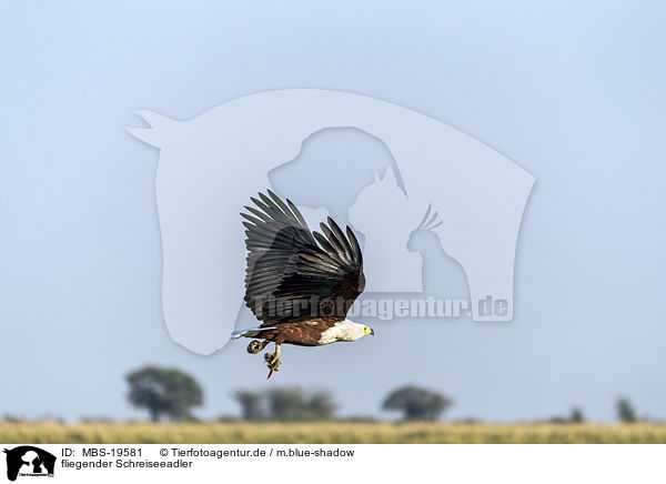 fliegender Schreiseeadler / flying African Fish Eagle / MBS-19581