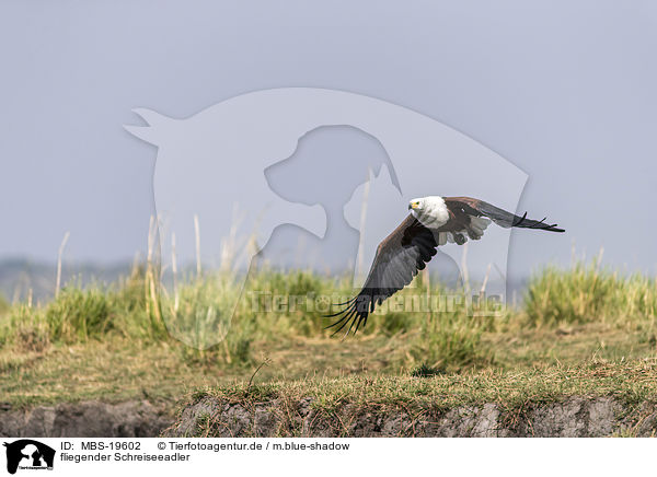 fliegender Schreiseeadler / flying African Fish Eagle / MBS-19602