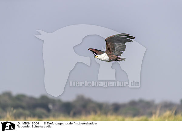 fliegender Schreiseeadler / flying African Fish Eagle / MBS-19604