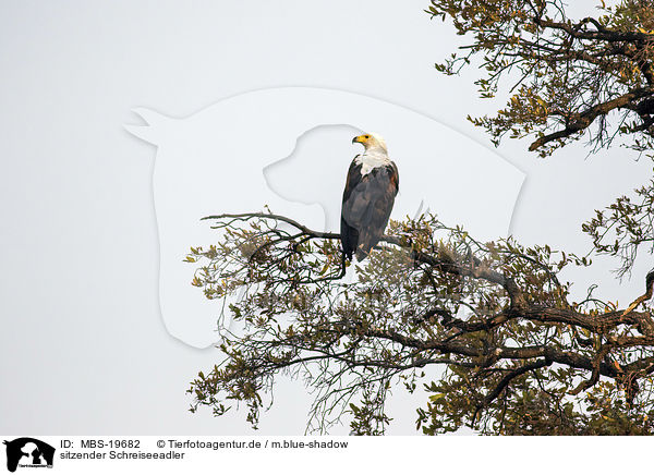 sitzender Schreiseeadler / sitting African Fish Eagle / MBS-19682
