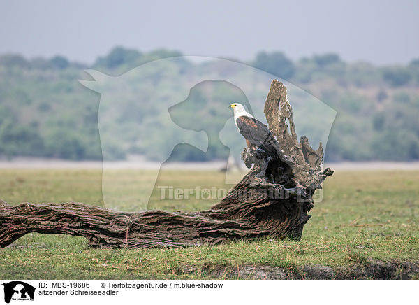 sitzender Schreiseeadler / sitting African Fish Eagle / MBS-19686