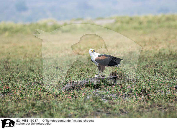 stehender Schreiseeadler / standing African Fish Eagle / MBS-19687