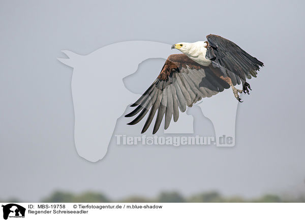 fliegender Schreiseeadler / flying African Fish Eagle / MBS-19758