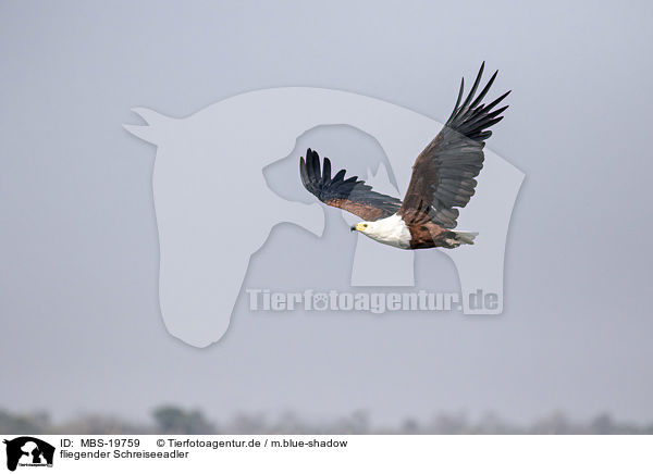 fliegender Schreiseeadler / flying African Fish Eagle / MBS-19759