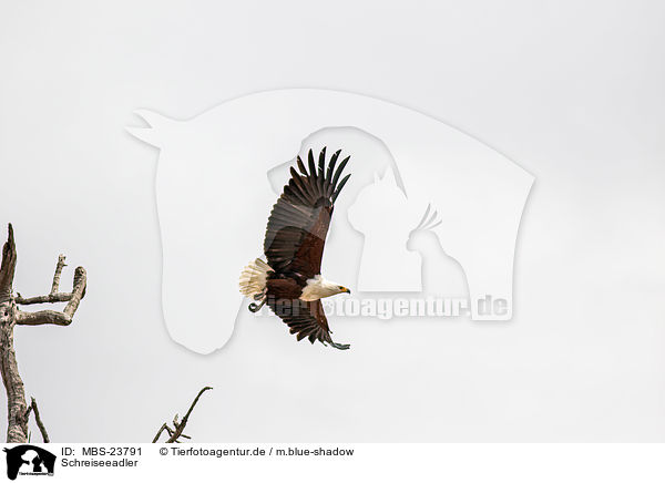 Schreiseeadler / african fish eagle / MBS-23791