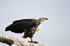 Schreiseeadler