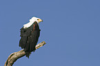 Schreiseeadler